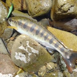 渓流ミノーイング ～長良川水系～